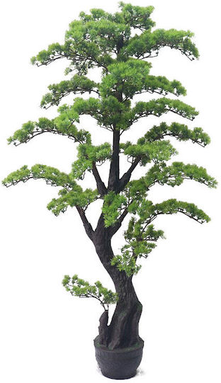 Bonsai in Topfpflanze