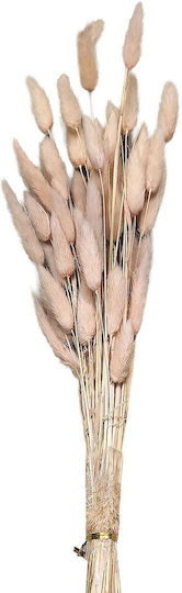 Dried Bunny Tails Plant Pink HOMie