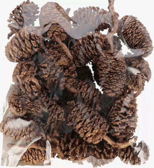 Craft with Fun Verschiedenes Bastelbedarf Natürliche Kiefernzapfen 20g Cf Pbh 12/144