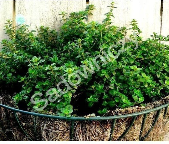 Platinet Samen Thymian 0.3g