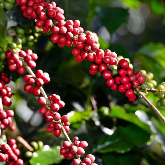 Ingagi Coffee Espresso Kaffee in Körner 1kg
