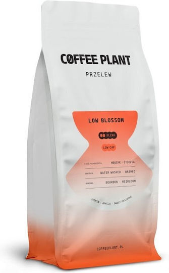 Coffee Plant Filter Coffee Arabica Grains 800gr