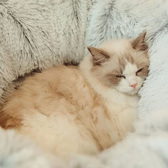 Котешко легло Сиво