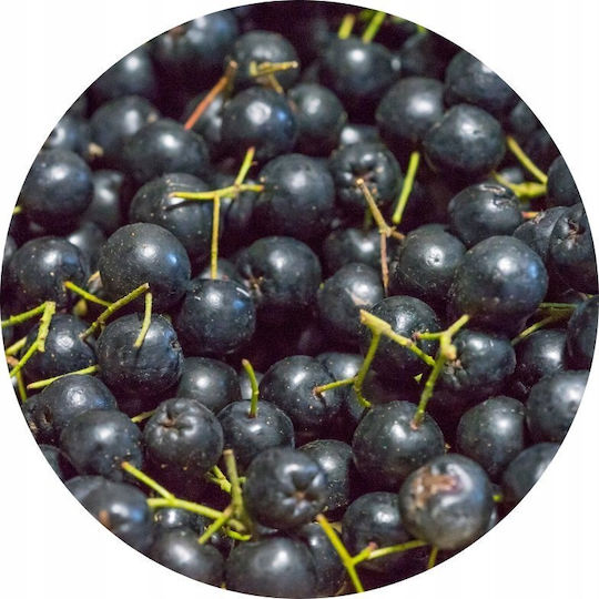 Tivo Aronia 70g 6014