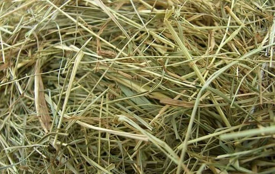 Grass For Hamster Rabbit Degu Chinchilla Guinea Pig 37kg