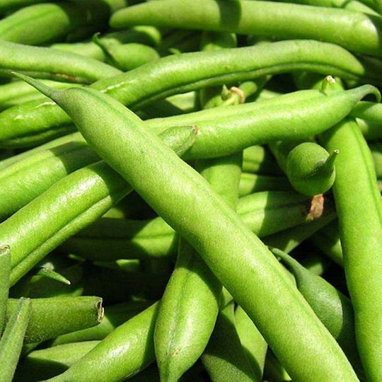 Toraf Grüne Bohnen Nahe Ferrari Phaseolus Vulgaris L 30 G
