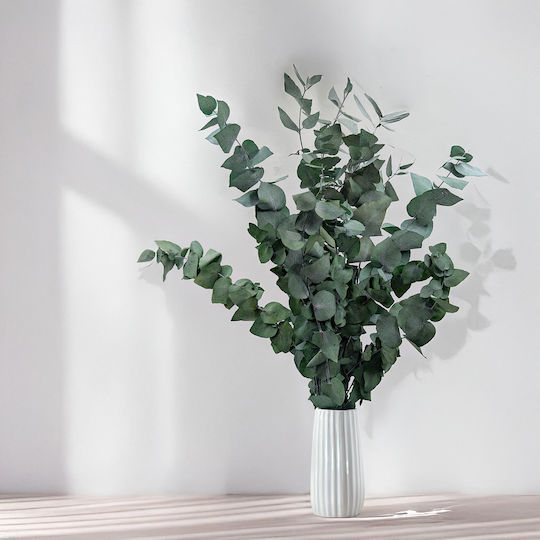 Stabilized Eucalyptus Stuartiana Green