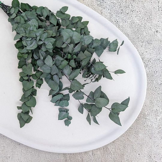 Stabilized Eucalyptus Stuartiana Green