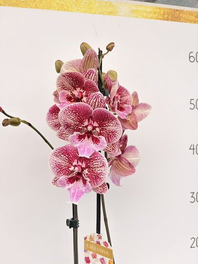 Phalaenopsis Limited Rainbow Star Lippy 2 Stems