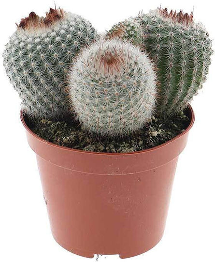 Notocactus Scopa 8.5cm Notocactus Scopa 8.5cm
