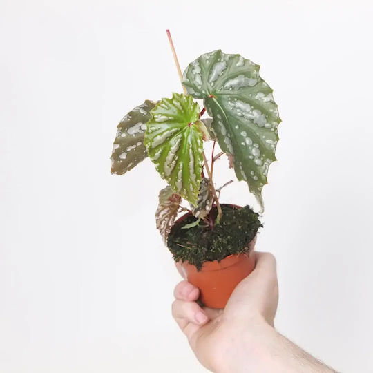 Βιγόνια Begonia Sp Sumatra White Dot