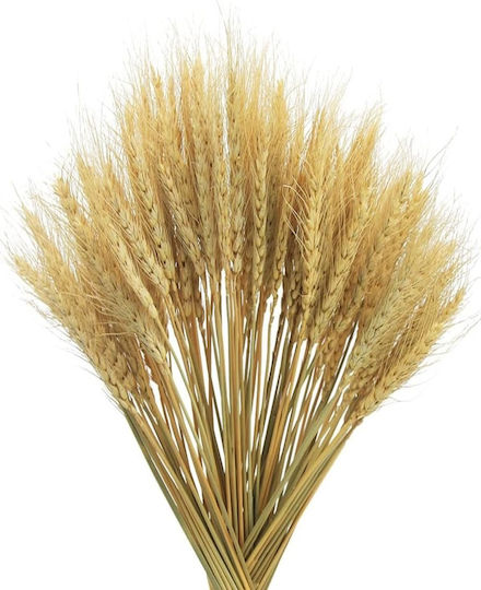 Set 50 Buchete De Grâu Uscat Natural Decorațiuni Buchete De Flori Uscate Stil Boem Rustic Plante Naturale Decorațiuni Nuntă Mese Festive Decor Interior Casă Set 50 Buchete De Grâu Uscat Natural Decorațiuni Buchete De Flori Uscate Stil Boem Rustic Plante Naturale Decorațiuni Nuntă Mese Festive Decor Interior Casă