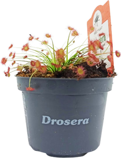 Drosera Paradoxa – Drosera Fleischfresser Pflanze
