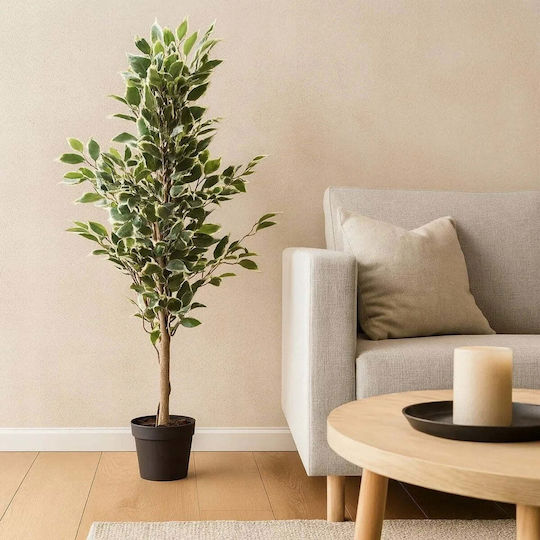 Ficus in Topfpflanze Verschiedene Designs Home&Styling Collection
