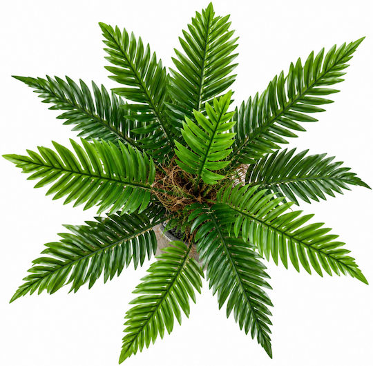 Marhome Außenbereich Palme Marhome Außenbereich Palme