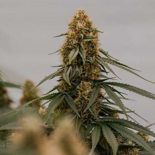 Royal Queen Seeds Minze Samen 3 Stück