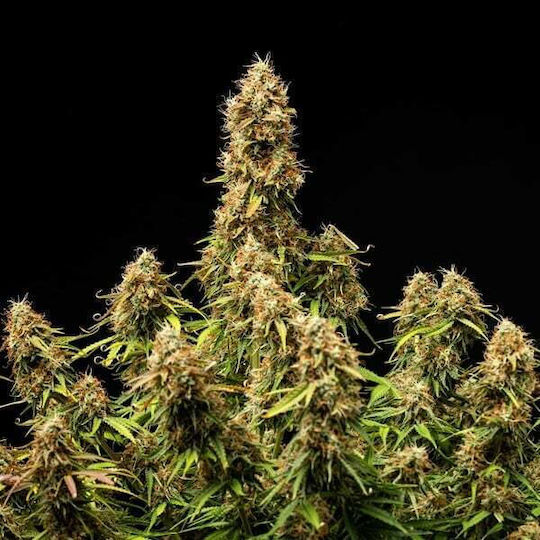 Royal Queen Seeds Семена Мента