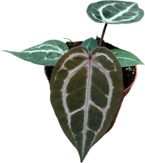 Ανθούριο Anthurium Red Crystallinum Ανθούριο Anthurium Red Crystallinum