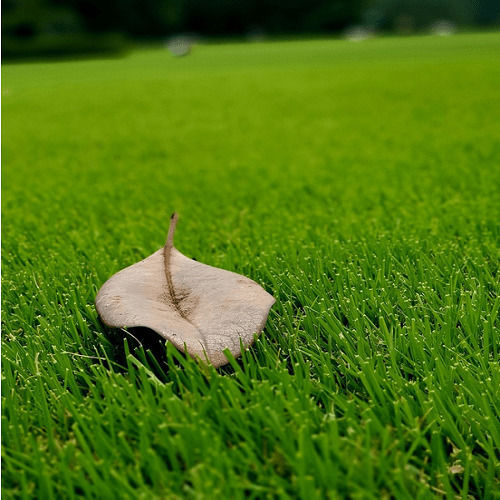 Kipos Ygeias Fescue Lawn Seeds 1kg