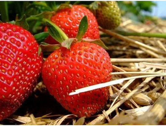Apis Natural Cosmetics Strawberry Face Makeup Remover Foam with Antioxidant and Oil Control Action 150ml