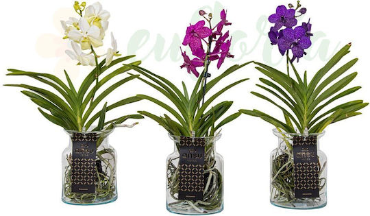 Vanda-Orchidee in einer Glasvase Ø 14 cm, magentafarbene Blüten Vanda-Orchidee in einer Glasvase Ø 14 cm, magentafarbene Blüten