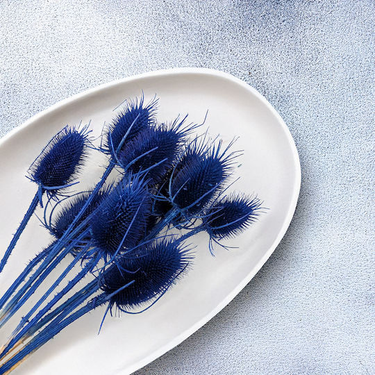 Dried Oset Szczeć Blue