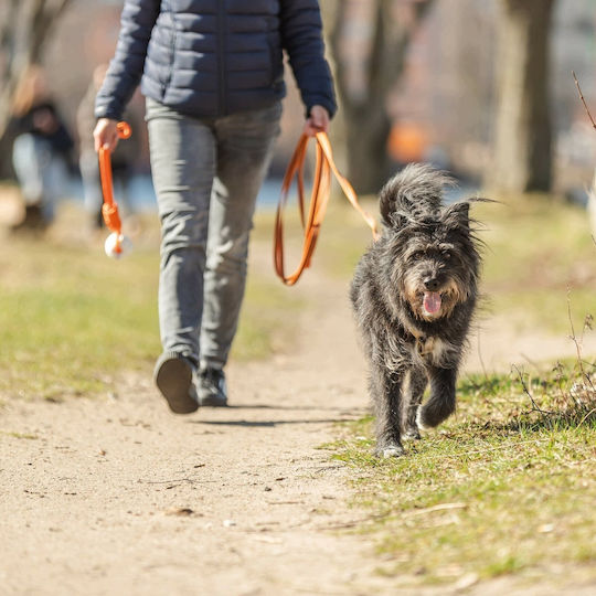 Trixie Training Dog Leash/Lead Strap Leash in Orange Color