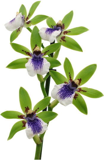 Zygopetalum Inca Impasto Grün Duftend Zygopetalum Inca Impasto Grün Duftend