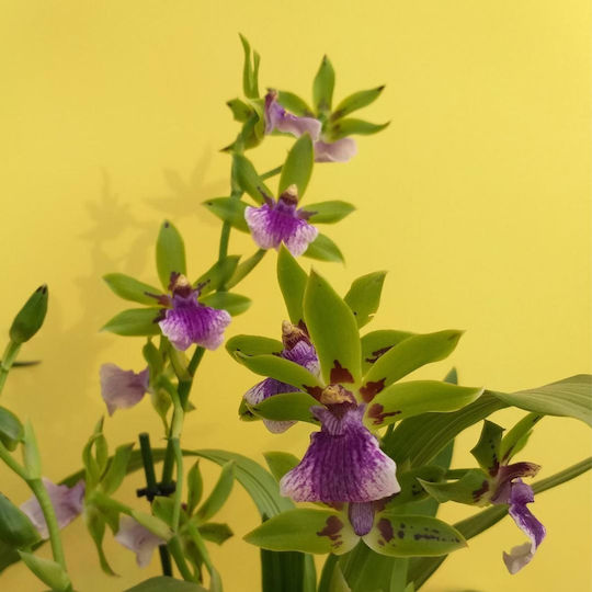 Zygopetalum Inca Impasto Verde Parfumată