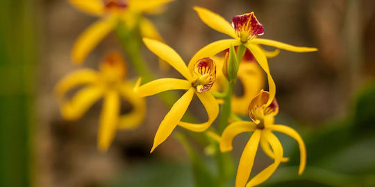 Encyclia Octopussy Cochleata Inca Tarantula Yellow Αρωματικη