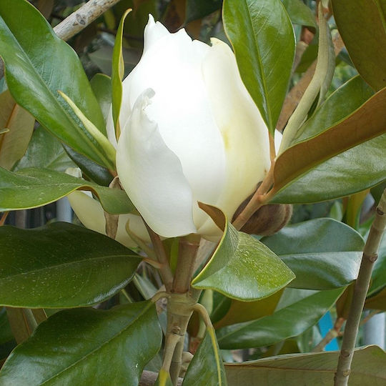 Μαγνόλια Magnolia Grandiflora Αρωματικη