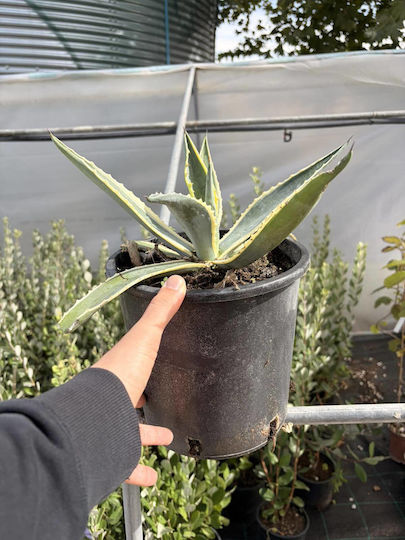 Agave americana marginata Agave americana marginata