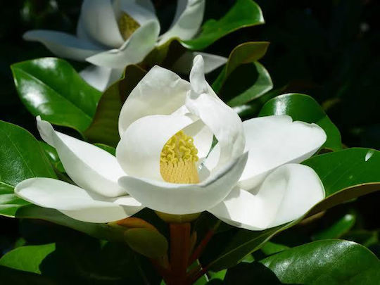 Μαγνόλια Magnolia Grandiflora Αρωματικη