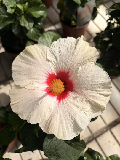 Ιβίσκος Hibiscus Rosa Sinensis Adonicus White