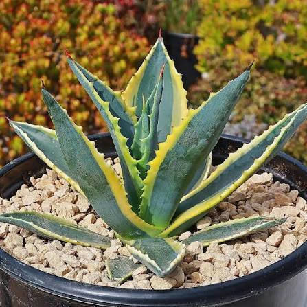 Agave Americana Marginata