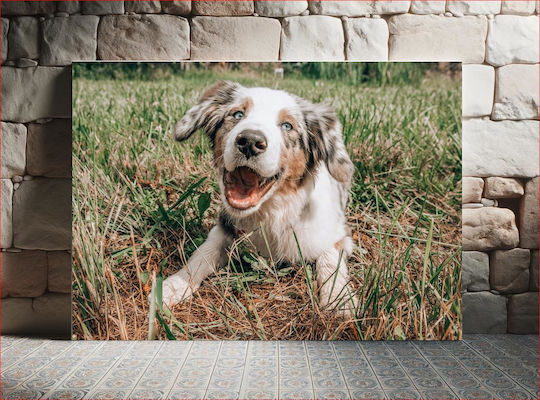 Happy Dog In The Grass Happy Dog In The Grass 1 Happy Dog In The Grass Happy Dog In The Grass 1