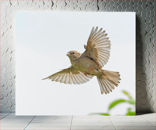 Bird In Flight Πουλί Σε Πτήση 1 Bird In Flight Πουλί Σε Πτήση 1