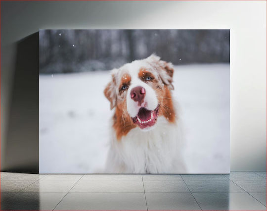 Happy Dog In Snow Happy Dog In Snow 1 Happy Dog In Snow Happy Dog In Snow 1