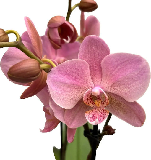 Phalaenopsis Multiflora Treviso Mineral Treviso 2 Triebe Phalaenopsis Multiflora Treviso Mineral Treviso 2 Triebe