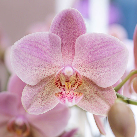 Phalaenopsis Multiflora Treviso Mineral Treviso 2 Tulpini