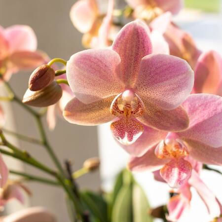 Phalaenopsis Multiflora Treviso Mineral Treviso 2 Tulpini
