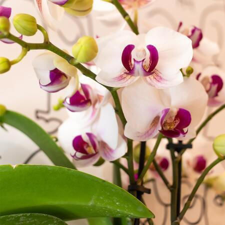 Phalaenopsis Mutliflora Safe Haven Mineral Gibraltar 2 Stems