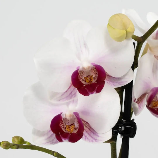 Phalaenopsis Mutliflora Safe Haven Mineral Gibraltar 2 Stems