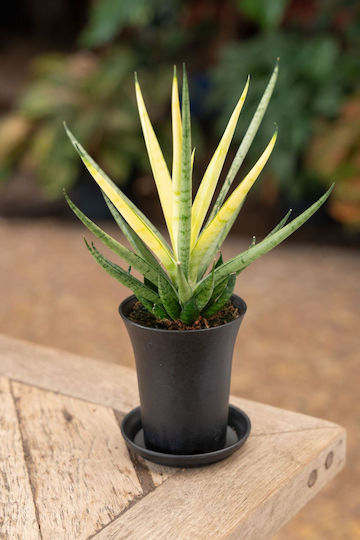 Sansevieria Comet Chrysanta Lemon im Dekotopf
