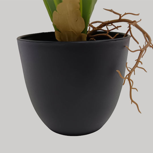 Драцена в саксийка 35 cm в кутия InTheBox
