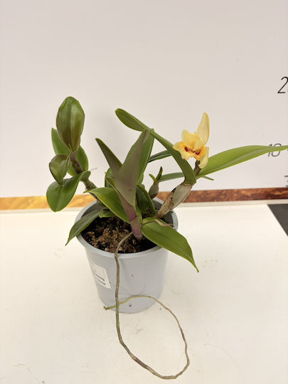 Cattleya Yellow Miracle Aromatică