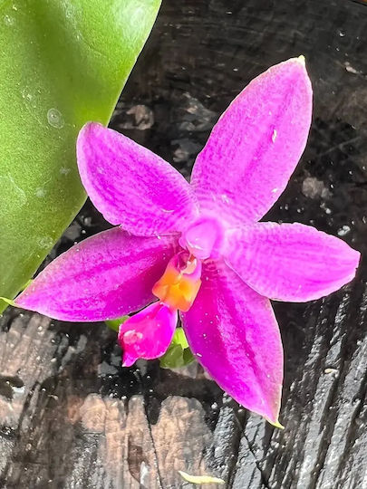 Phalaenopsis Violacea Duftend
