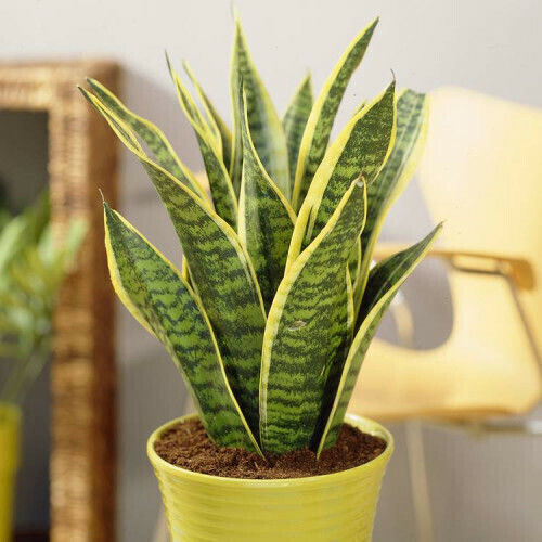 Sanseveria trifasciata Futura Superba Εσωτερικού Χώρου Ύψους 35εκ.