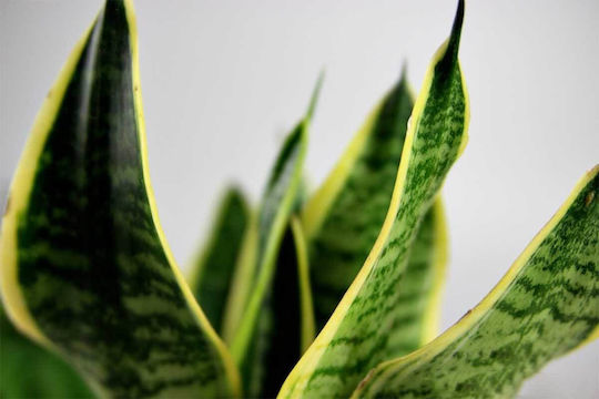Sanseveria trifasciata Futura Superba Εσωτερικού Χώρου Ύψους 35εκ.