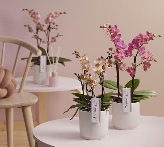 Orchideen Orchideen